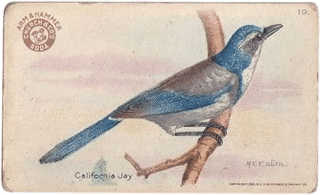Scrub Jay