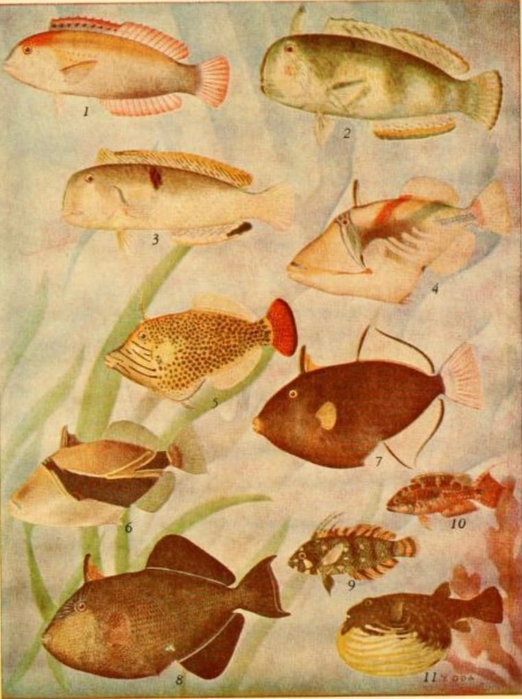 Hawaiian Fishes, 1948 (Spencer Tinker)