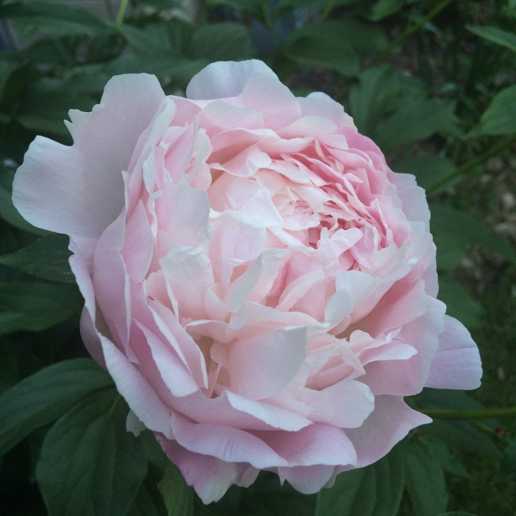 Peonies