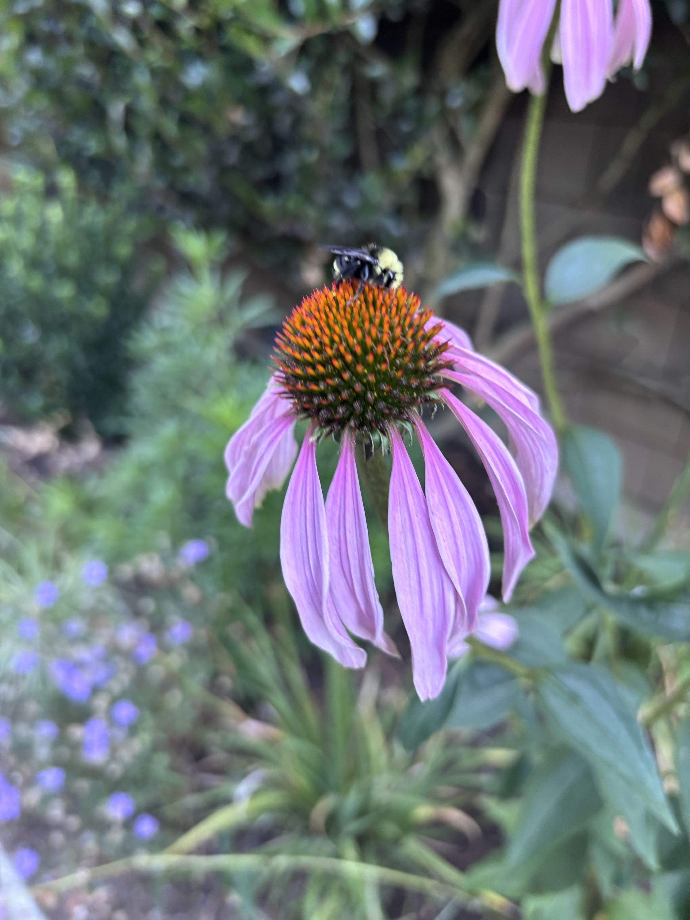 Sleeping bees